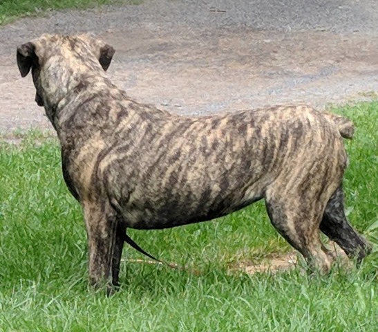 Lucy has a Great Topline and angulation that is so missing from this breed