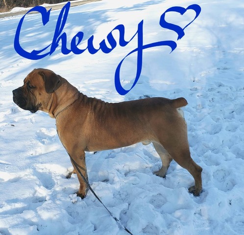 Chewy @ 18 months old and 151lbs