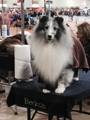 Best In Show AM CH Odyssey Stop Staring, 