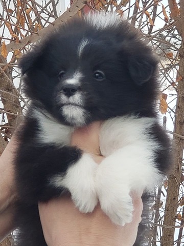 Bridgette at 6 weeks old