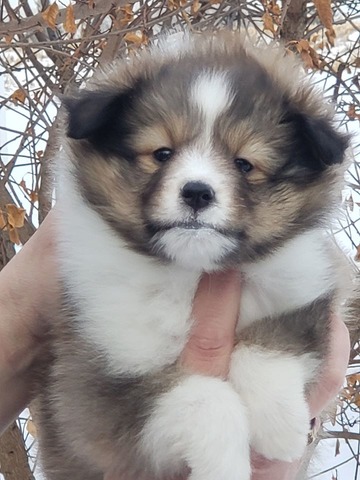 Sweetie at 6 weeks old