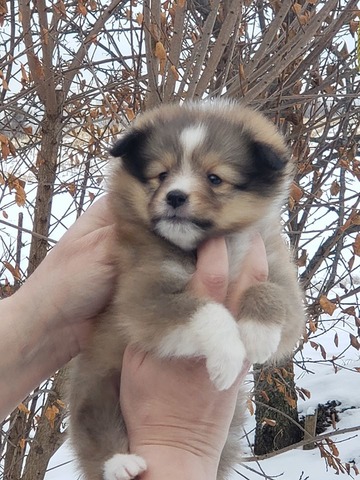 Gidget at 6 weeks old