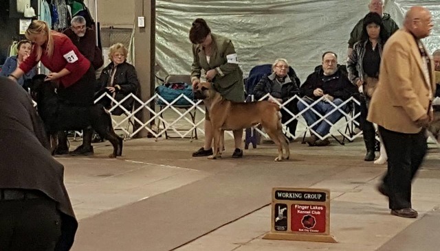 Bunny in The Group Ring at the Salt City Cluster in Syracuse, NY.