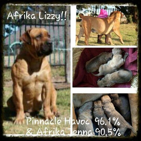 Afrika Lizzy