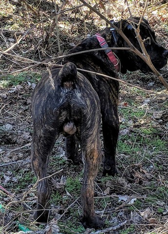 Konn at 8 months old