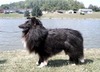 AM CAN UKC CH M&M's Rocky Thunder Of Brookfield (Rocky)