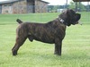 Deo-Han Bane (85.1 % Linear System SABBS) + (88.6% at 11months NABBA) (Bane)